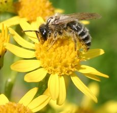 Raukenblättriges Greiskraut-3.jpg